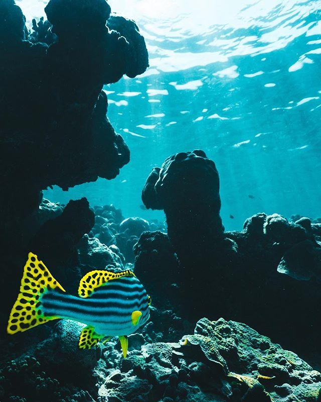 PADI's tweet photo. Did you know Sweetlips colouring and patterning changes throughout their lives? 📷 Instagram user 'pyrjan' 📍 Maldives https://t.co/SLuHT3wHlS