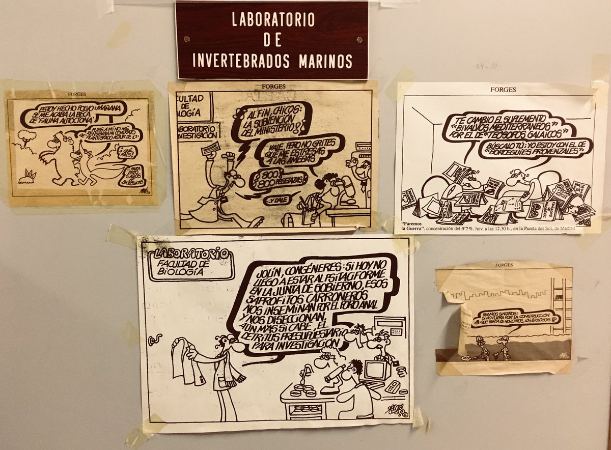aida_verdes's tweet photo. @JuanJunoy En el labo de invertebrados marinos de la @UAM_Madrid @forges nos acompaña desde hace muchos años 😊 #Forges #DEPForges #Biologia #Zoologia #Invertebrados https://t.co/95PwYr8sw9