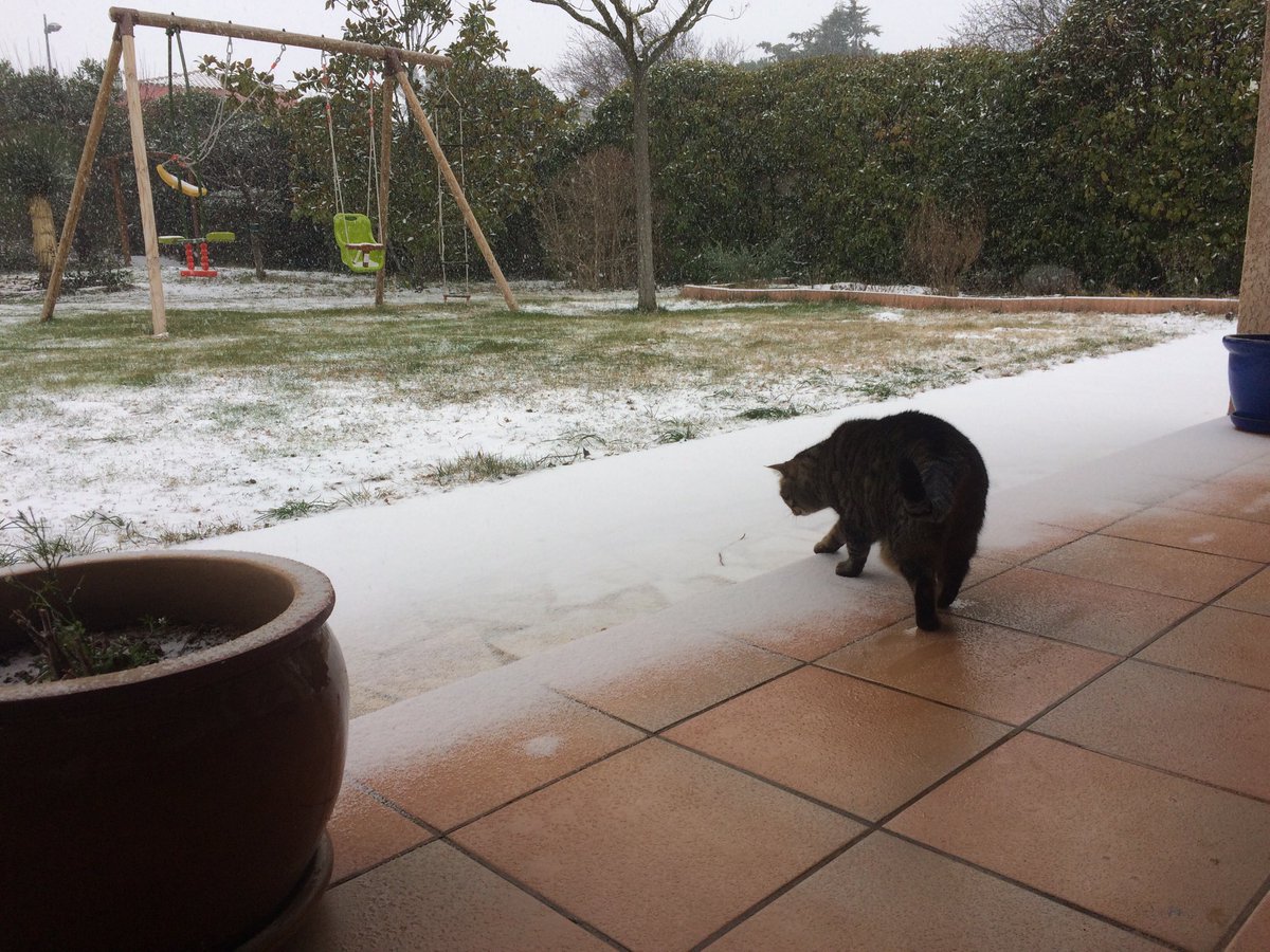 Lili, le chat de la famille, découvre la neige ❄️ 
#sacrélili #Occitanie #lesmatelles #çacaille
