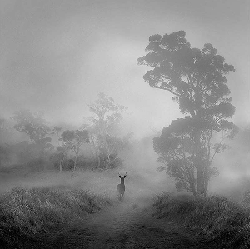 mynguyen288's tweet photo. Deer, gentle animals are loved in photography . https://t.co/bOmJqVRcjD