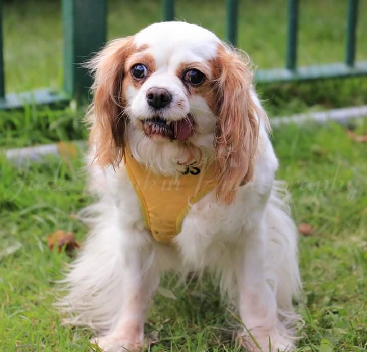 CavaliersInNeed photo