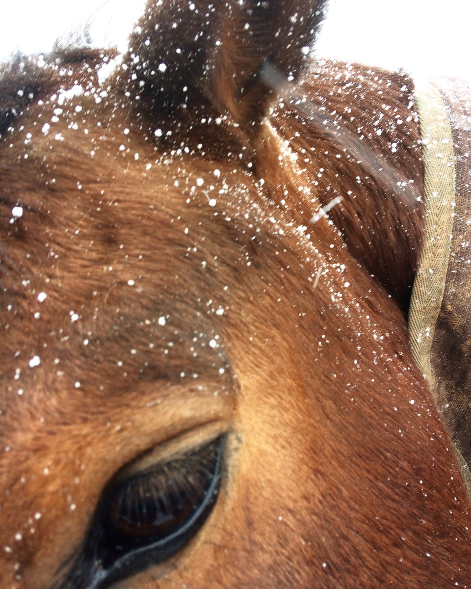 Tweet us your snowy pix and our favourite wins a fleece headband. Ends 6pm. Please RT ❄️❄️