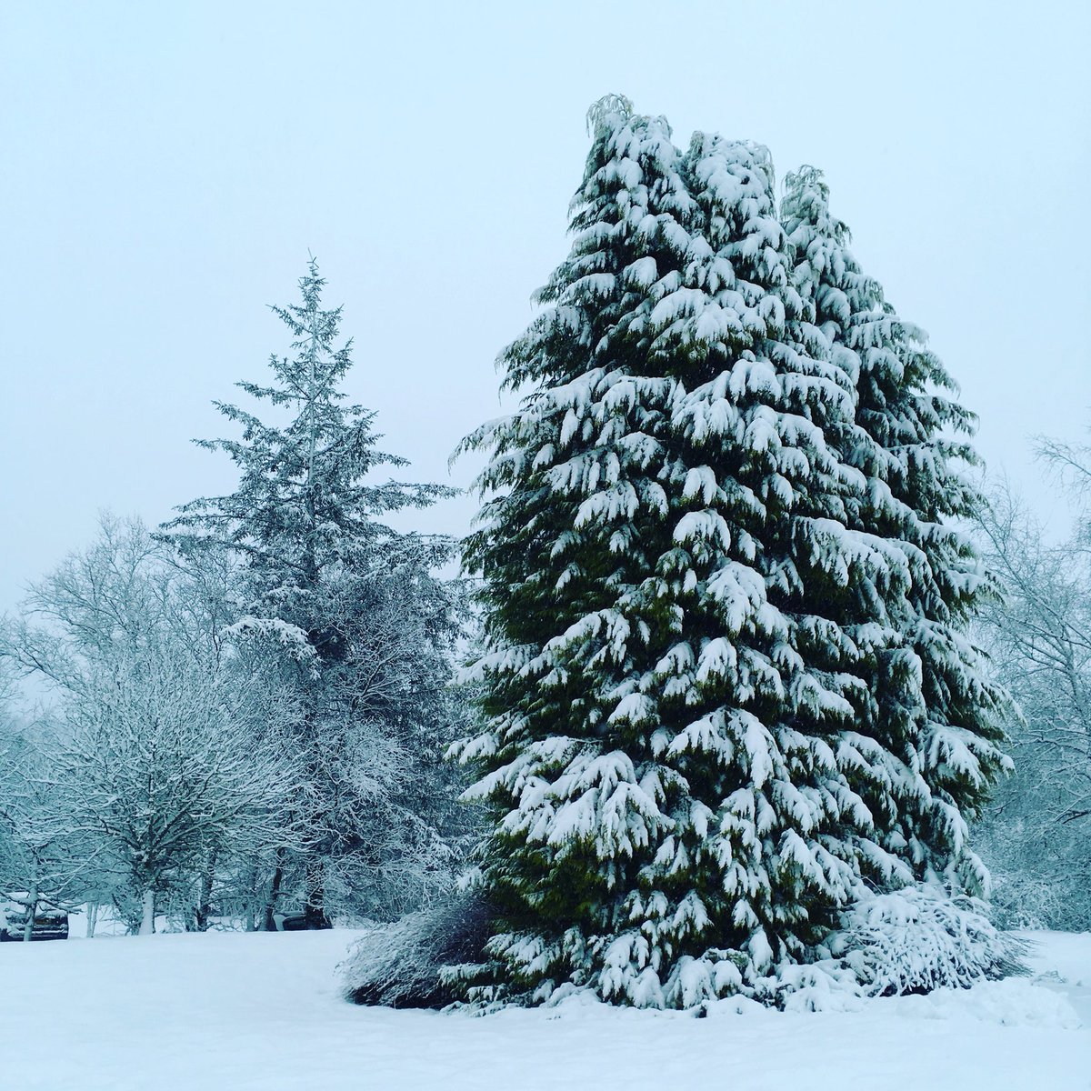 Please note that Kielder Forest is closed today due to unsafe road conditions. #staysafe