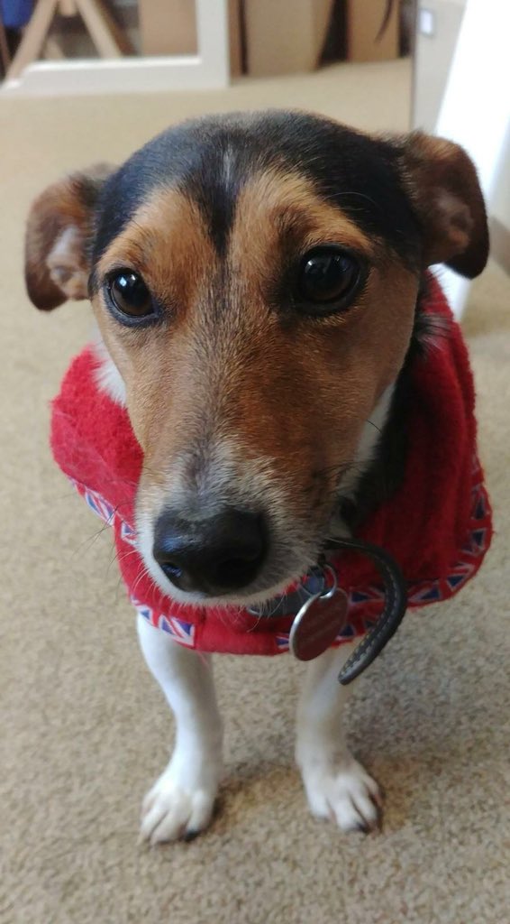 Chester in the snow this morning then in his Ruff and Tumble jacket to warm up. #ruffandtumble #dogsInSnow #TheBeastFromTheEast