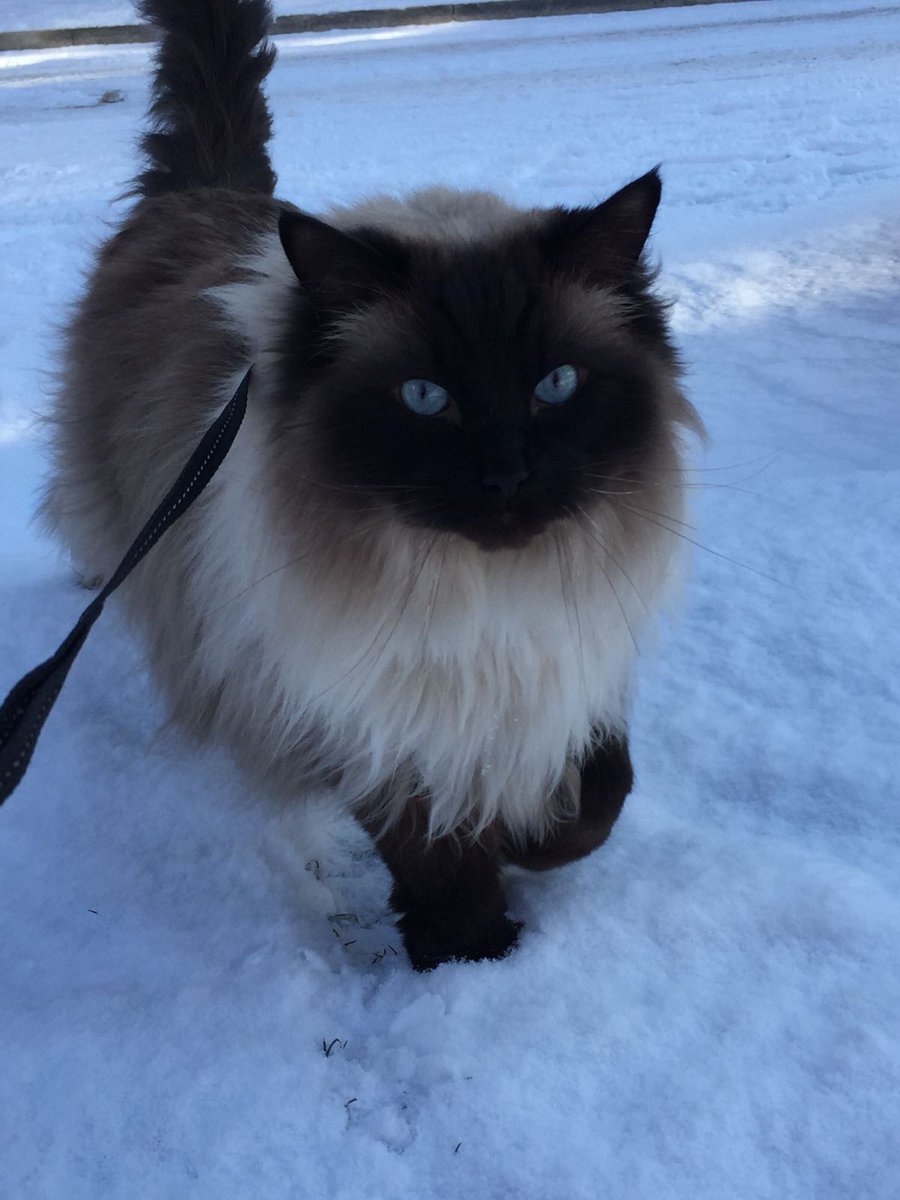 HerculeCat's tweet photo. SNOW DAY! Walking out and about with my human #catsoftwitter #snow #BeastFromTheEast https://t.co/wUsnD5qz8J