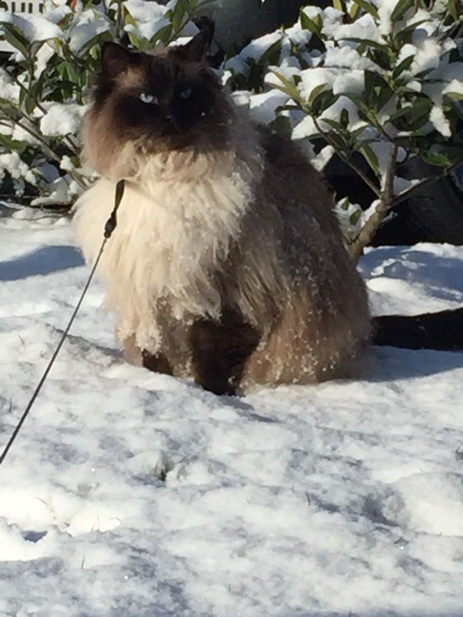 HerculeCat's tweet photo. SNOW DAY! Walking out and about with my human #catsoftwitter #snow #BeastFromTheEast https://t.co/wUsnD5qz8J