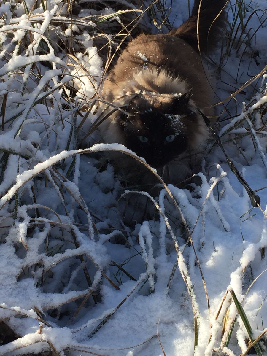 HerculeCat's tweet photo. SNOW DAY! Walking out and about with my human #catsoftwitter #snow #BeastFromTheEast https://t.co/wUsnD5qz8J