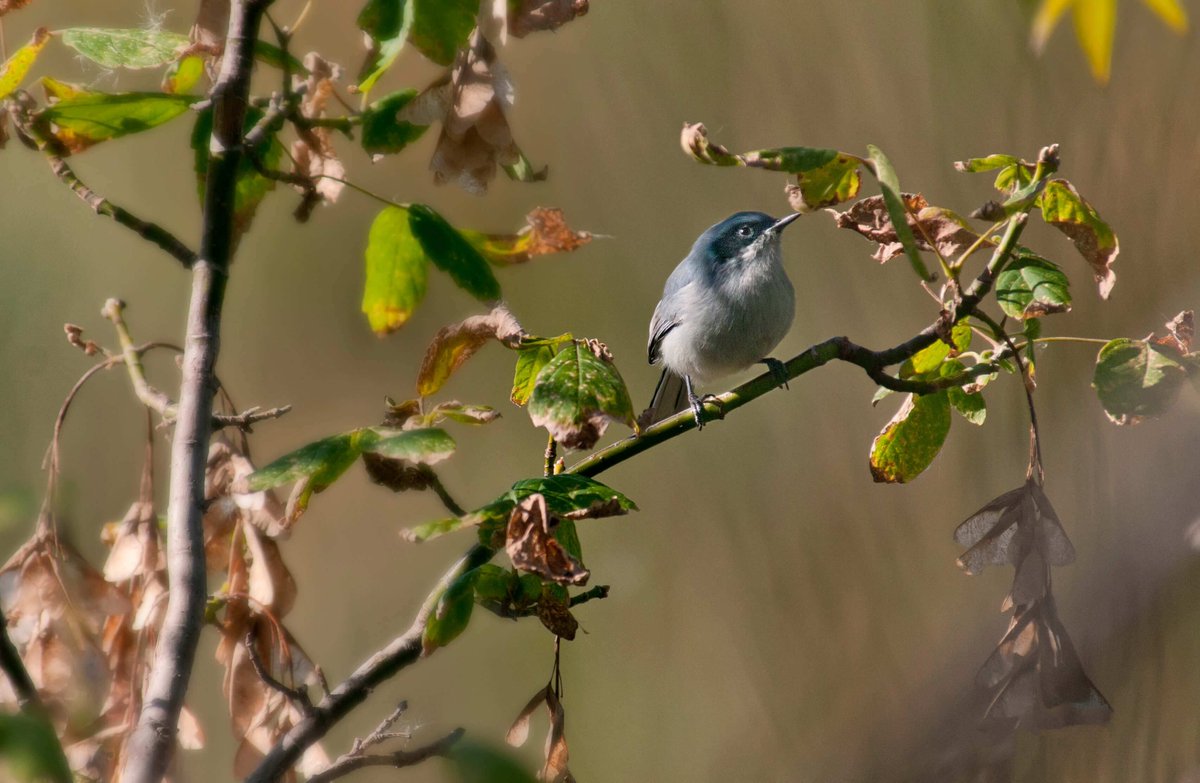 BlogirlsMag's tweet photo. ¡NUEVO! "Avistamiento de pájaros: el maravilloso mundo de las aves", por @lilyarle 🐦
👉https://t.co/BDHPkgxLyp 👈 #BlogirlsBlog https://t.co/UXu9SGJZzR