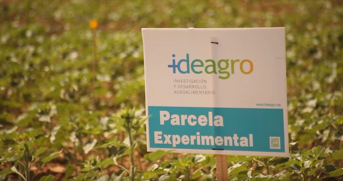 ideagro's tweet photo. 🌻📹 Genial vídeo en que se muestra el Proyecto de Investigación e Innovación en el cultivo de #Girasol en #Cuenca🇪🇸 del que formamos parte ➡️➡️ https://t.co/92FS7OWgFO #Sovena https://t.co/IIqHuKkkRO
