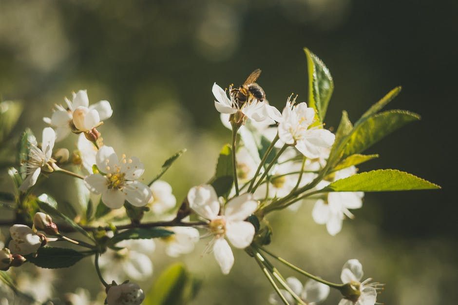 pexels's tweet photo. Beautiful flowers 🌸 Photo taken by @inspirerelement: https://t.co/GXCTpv3cOf https://t.co/NlOG0EYCK9