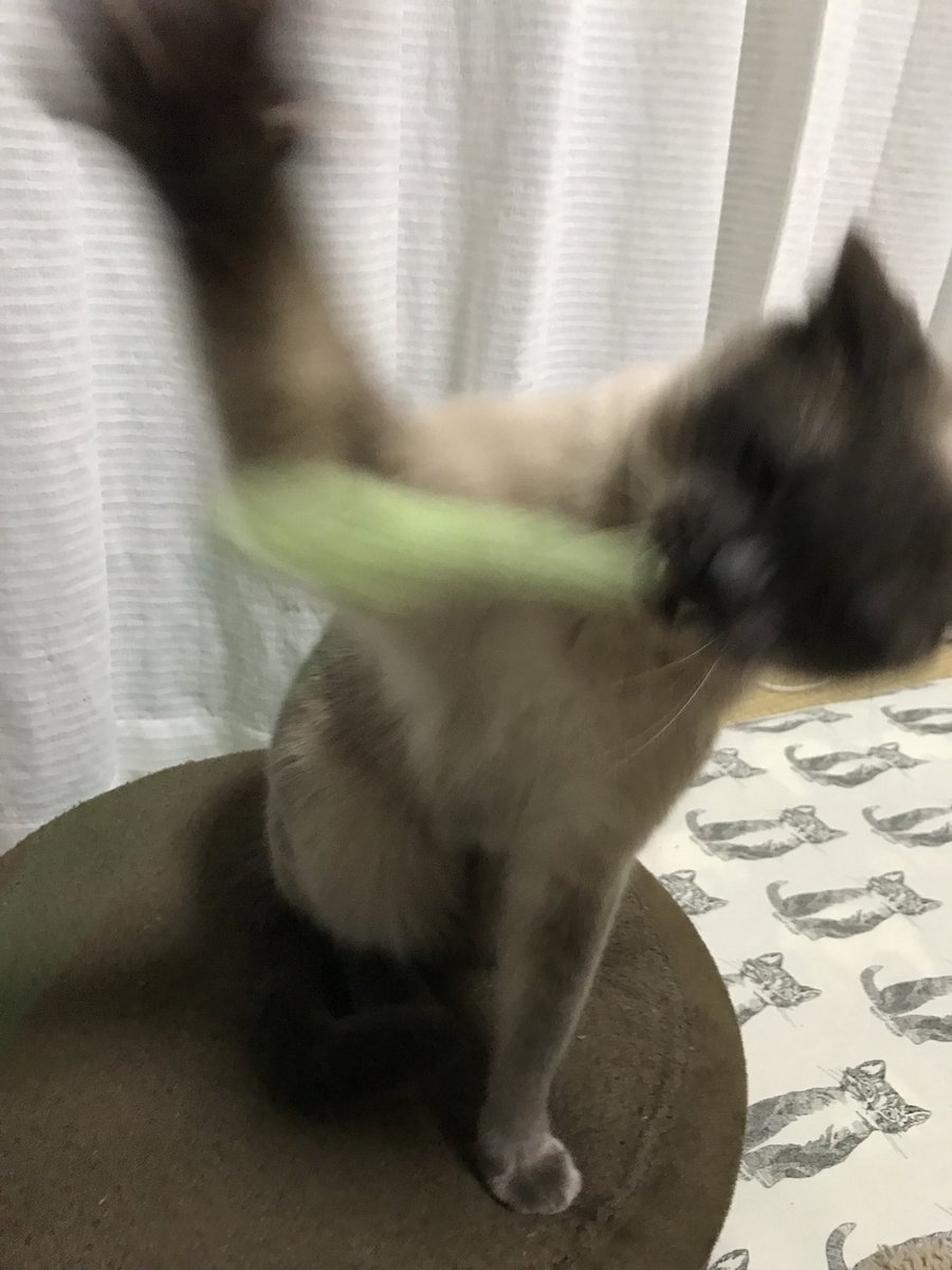 まめ ごま いつもはあんなに可愛いのに 遊んでる時はどーしてそんなに可愛くないの ブサイクすぎて 猫好きさんとつながりたい 猫 可愛くない ごま助
