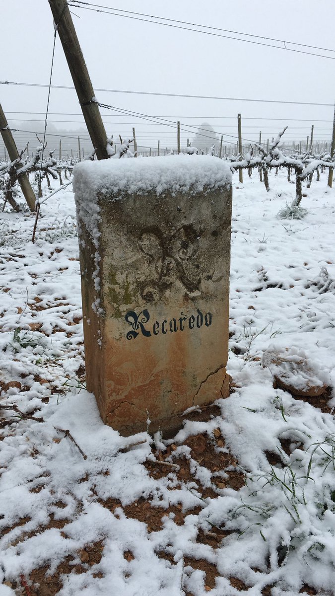 Recaredo tweet media