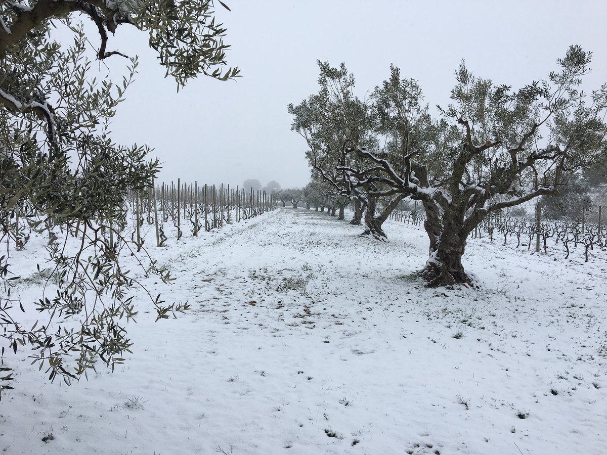 Recaredo tweet media