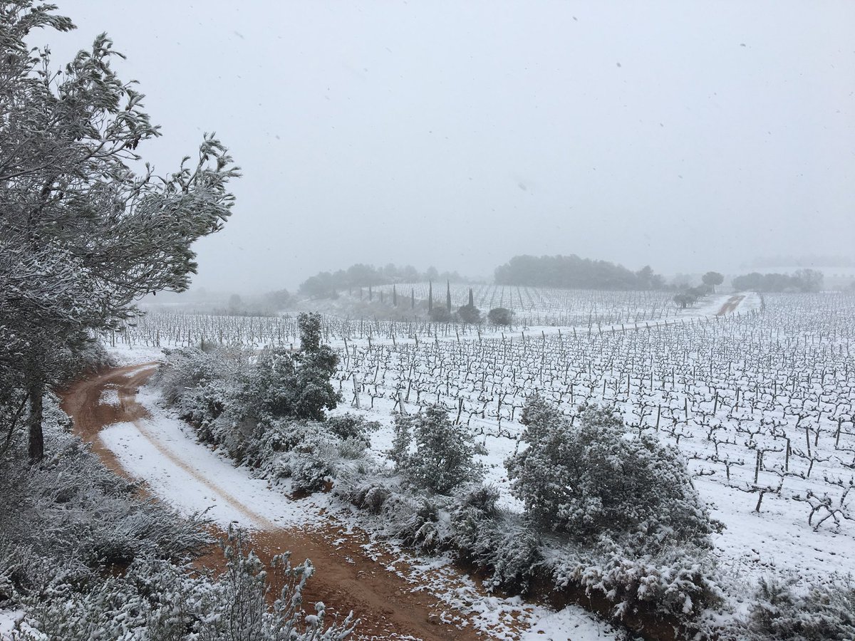 Recaredo tweet media