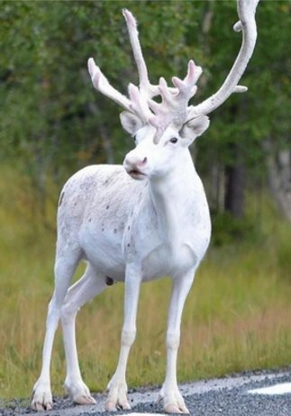 アルビノ メラニズム図鑑 בטוויטר アルビノのトナカイ 真っ白なトナカイ 個体によって角も白くなる子もいるようです 最近スウェーデンで発見された個体は角まで白く神獣と形容できる神々しさです