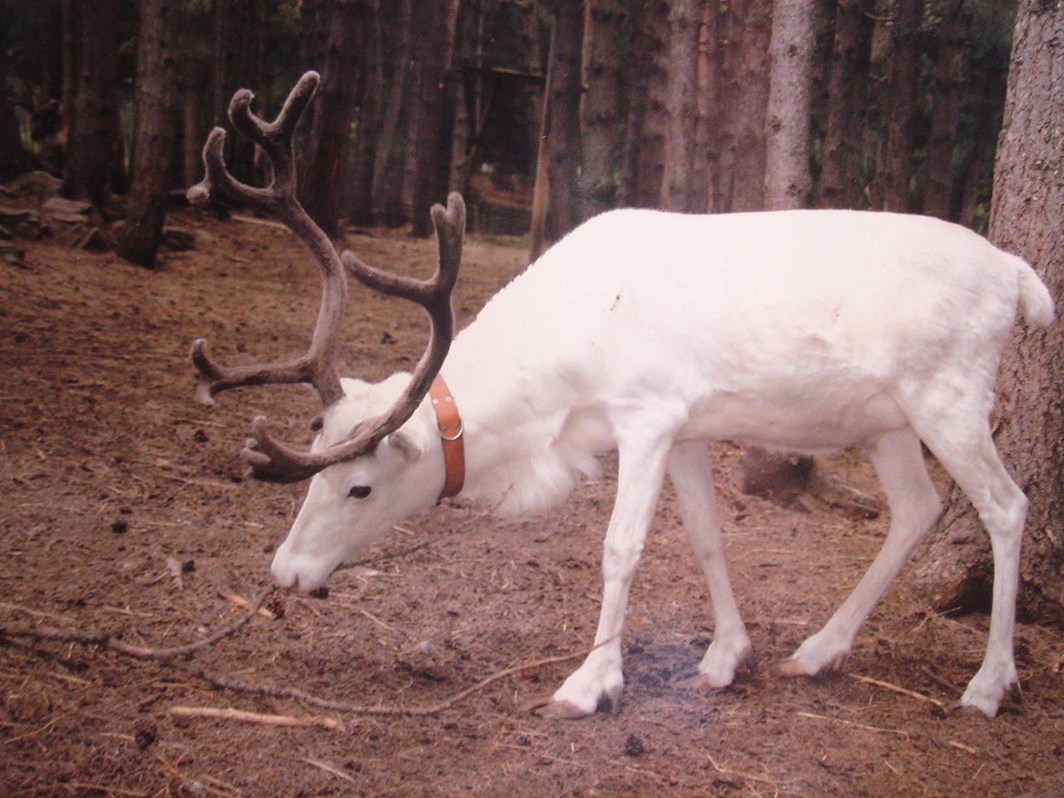 アルビノ メラニズム図鑑 בטוויטר アルビノのトナカイ 真っ白なトナカイ 個体によって角も白くなる子もいるようです 最近スウェーデンで発見された個体は角まで白く神獣と形容できる神々しさです