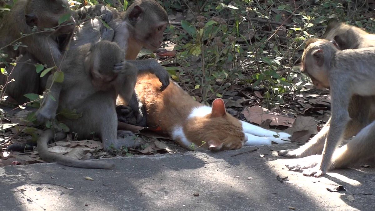 Monkey business

#cute #adorable #kitty #cats #pets #twostupidcats