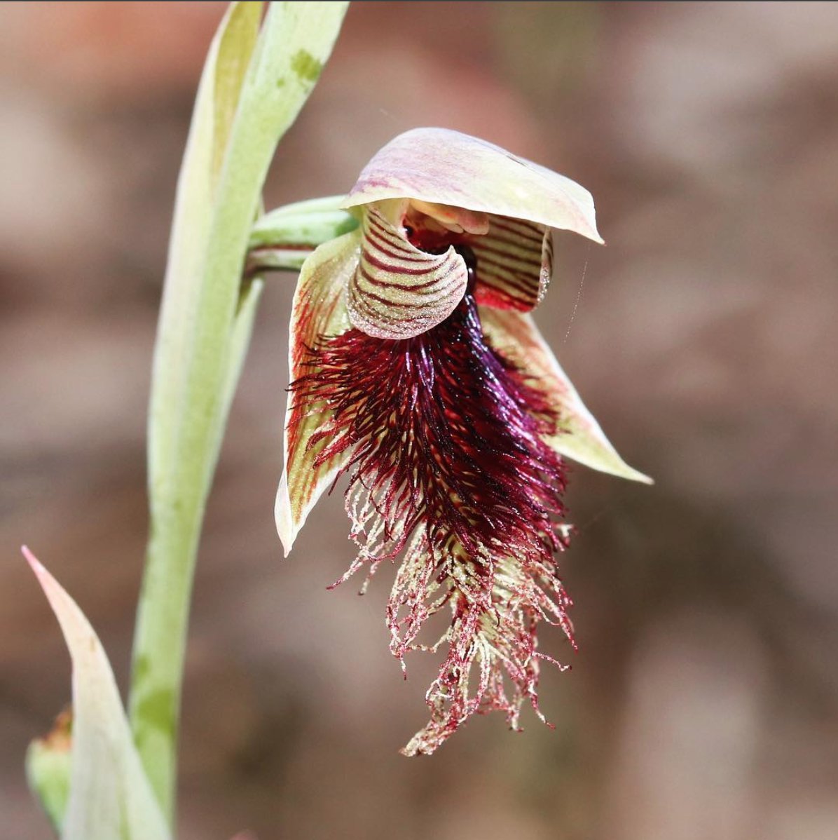 jason_nge's tweet photo. Native Australian bearded orchid (Calochilus robertsonii) found in southeast SA Australia. #Calochilus #CalochilusRobertsonii #BeardedOrchid #Orchidaceae #nativeorchid #orchids #AustralianOrchid #australianflora #australiannativeplants #wildflowers #nature #biodiversity https://t.co/iAFIcjYuzm