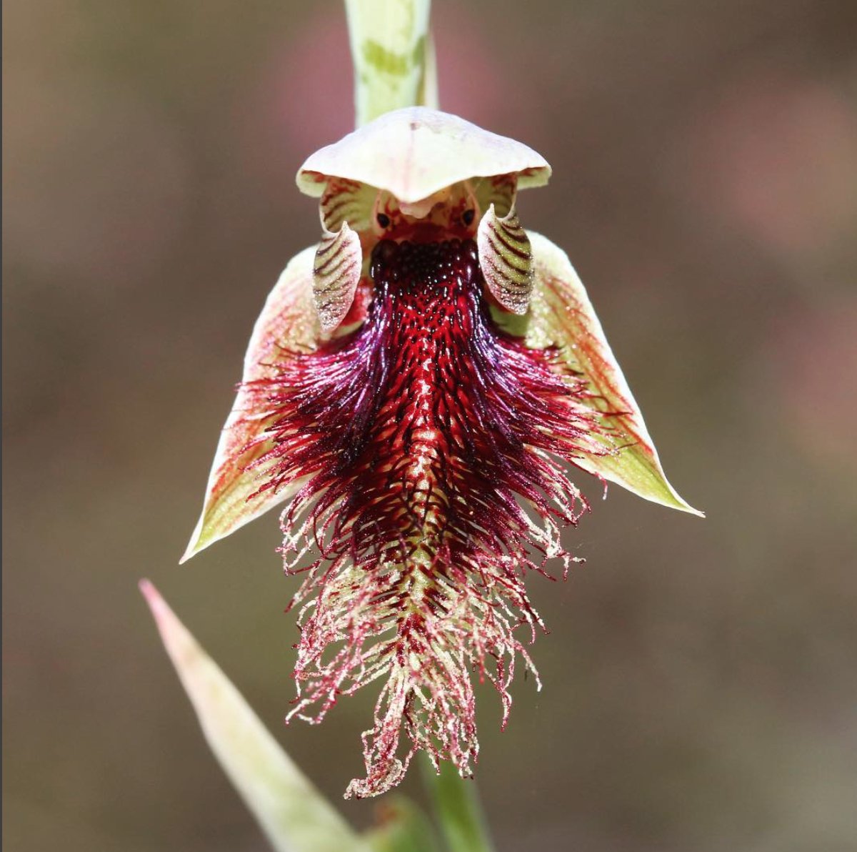 jason_nge's tweet photo. Native Australian bearded orchid (Calochilus robertsonii) found in southeast SA Australia. #Calochilus #CalochilusRobertsonii #BeardedOrchid #Orchidaceae #nativeorchid #orchids #AustralianOrchid #australianflora #australiannativeplants #wildflowers #nature #biodiversity https://t.co/iAFIcjYuzm