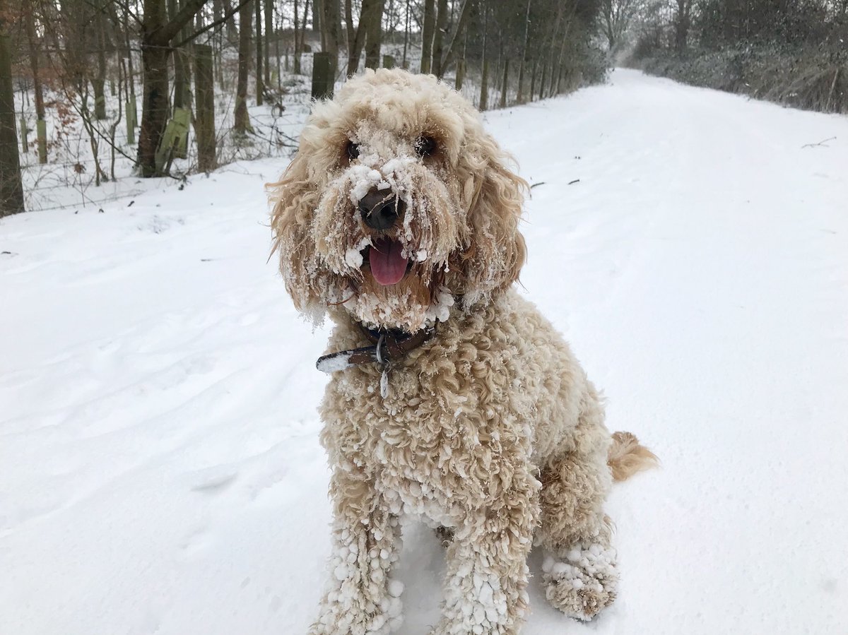 FrancesAnneS's tweet photo. @thismorning @hollywills @Schofe Someone is loving the snow in Northumberland! ❄️ https://t.co/lqzPST8Cgj