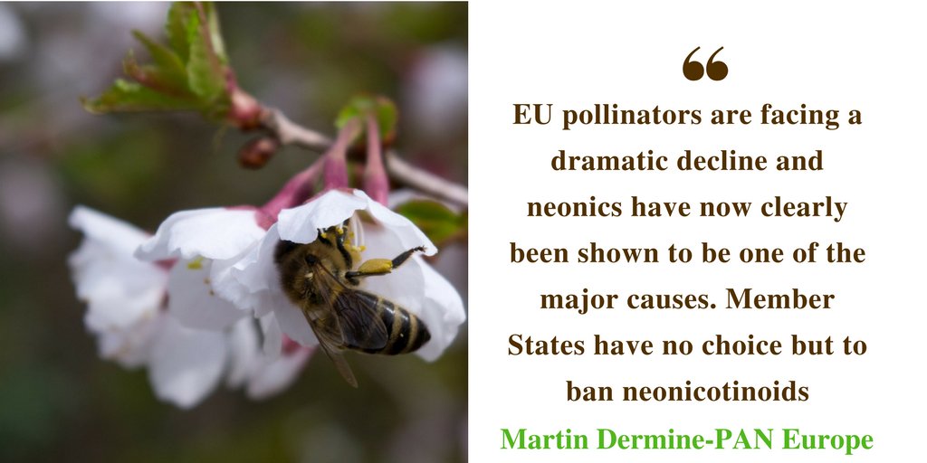 EuropePAN's tweet photo. NEW @EFSA_EU reports confirm #neonicotinoids highly toxic to bees! READ our PRESS RELEASE here>>https://t.co/wLVgG3g68T
🐝It is NOW time to BAN #neonicotinoids and PROTECT #bees and other #pollinators @JunckerEU @V_Andriukaitis @EUCouncil https://t.co/amIwgaZpUi