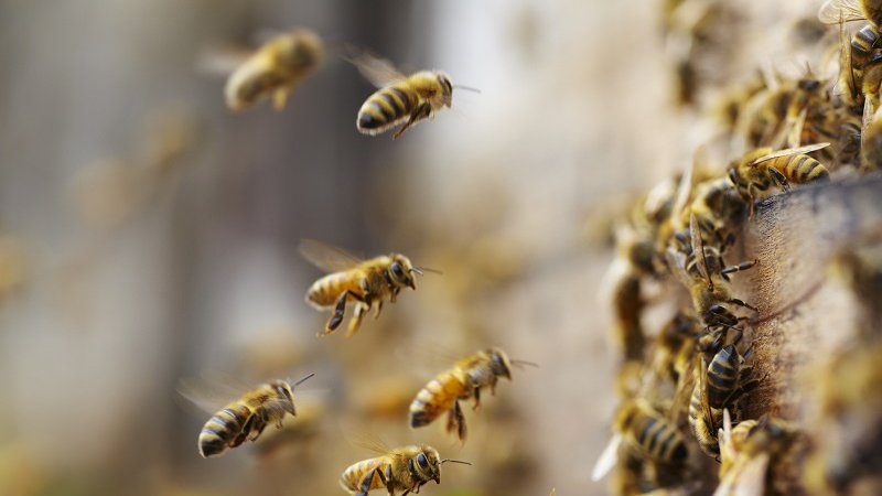 HeriotWattUni's tweet photo. University library creates a buzz by saving thousands of honey bees
https://t.co/WfqdZ2q73W #MyHW https://t.co/mjrl8toI5e
