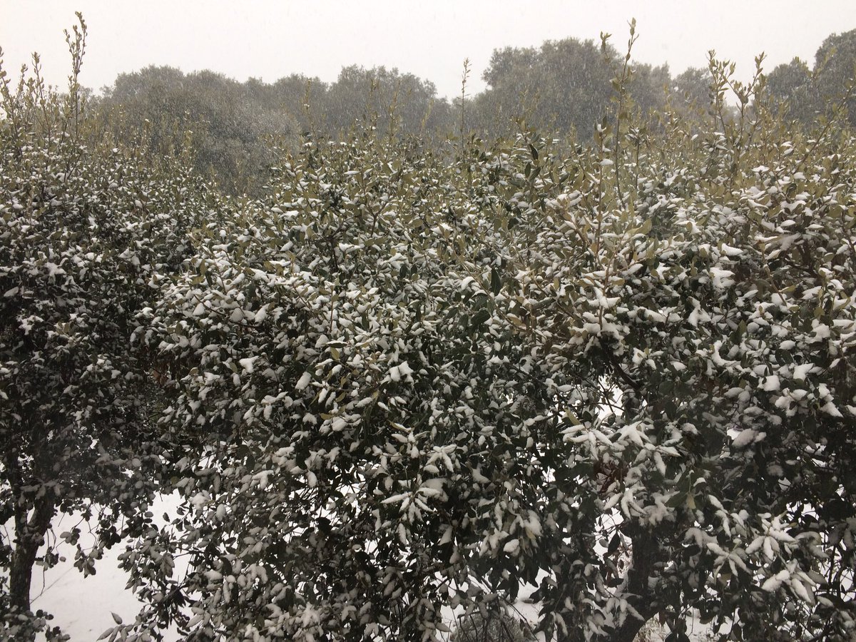 #neige quand tu ouvres tes volets et que le monde te paraît être sans fin et éternel de blancheur 💭💭