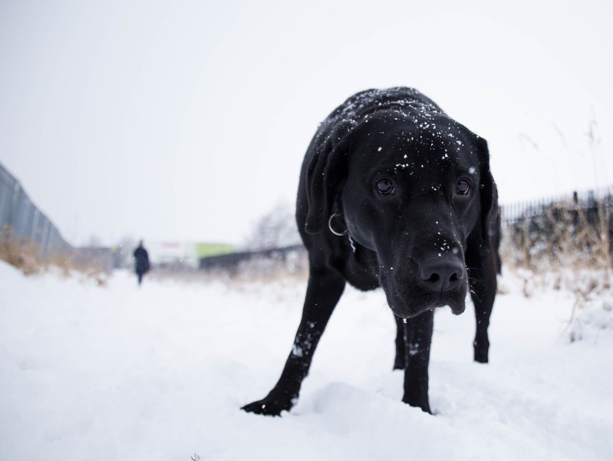 Point7UK's tweet image. What's all this white stuff!! #brigg #BeastFromTheEast #snowday2018