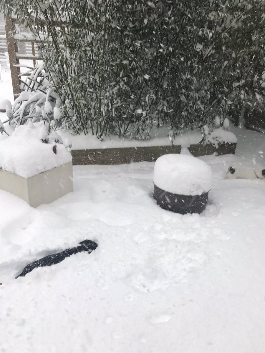 GordonMaw's tweet image. Probably 10 inches of snow in our garden.  Making it a little bit tricky for Otto - our sausage dog - to get around!