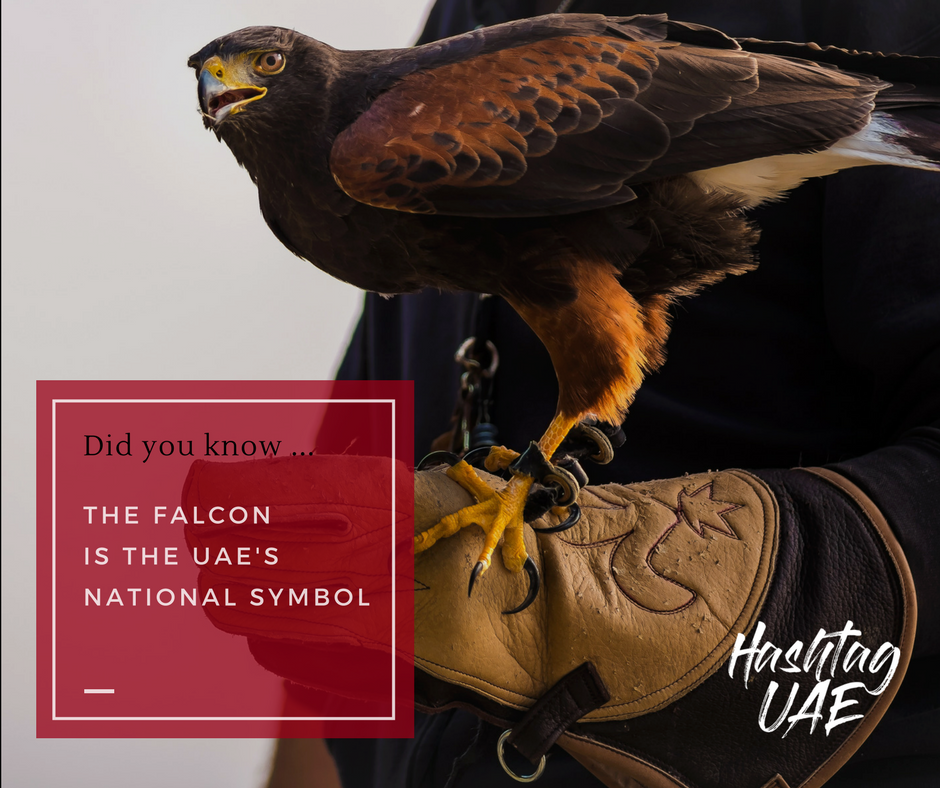 hashtaguaeworld's tweet photo. What's represents your country? In the UAE it is the Falcon.
#UAE #HashtagUAE #HashtagUAEworld https://t.co/HWzrHd3GZs