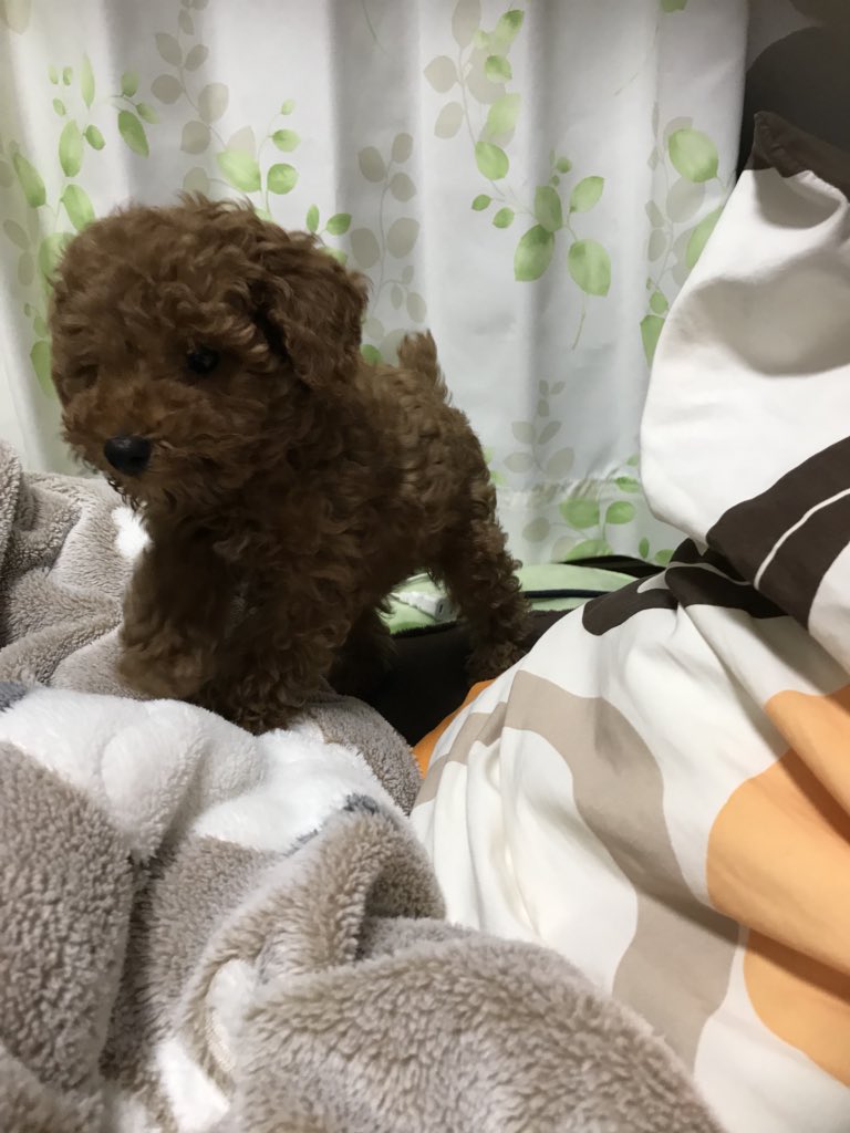TowaHuwa's tweet photo. 子犬ちゃんがやってきた！！ https://t.co/nUnjsHWIuA