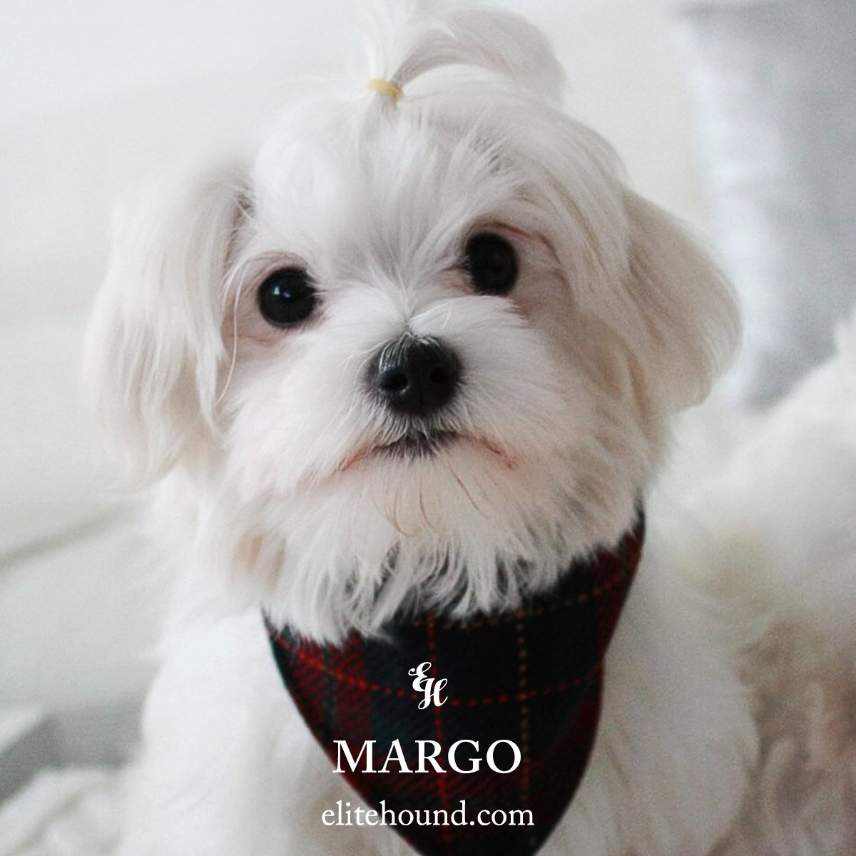 Time for Margo to have her own portrait on <a href="/elitehounduk/">Elite Hound</a>