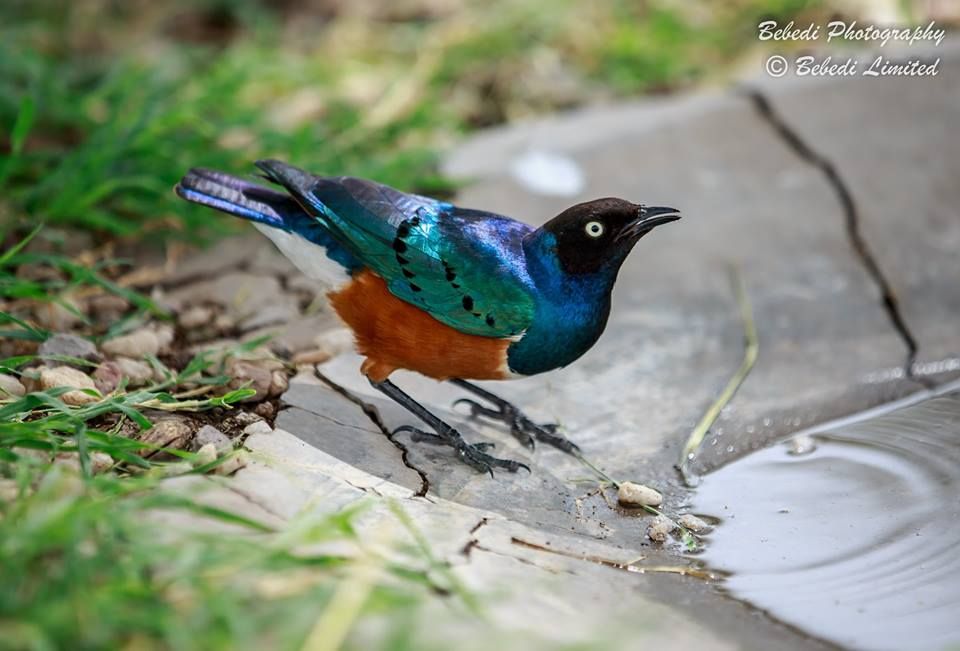 The Superb Starling is fairly common across East Africa, this stunning individual was photographed in the Serengeti, Tanzania by Edwin Godinho

buff.ly/2F0GGPT

#starling #africa #serengeti #tanzania #birdsofeastafrica