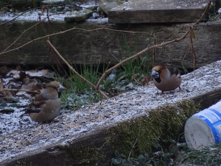 castlemainmill's tweet photo. Some of the hawfinches that are visiting @castlemainmill to stock up before the 'Beast from the East' finally arrives!.
#deanwye #hawfinch #hawfinchesuk #_bto https://t.co/AOBK2ZxA0k