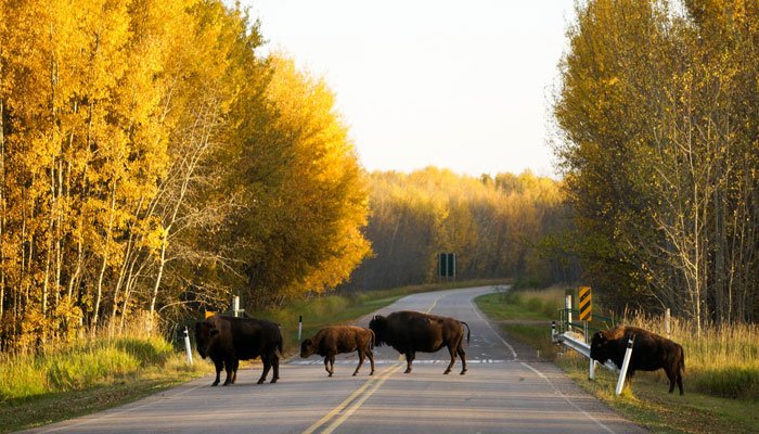 Enkele weken geleden ben ik, Hendrik werkzaam bij 333travel, op rondreis geweest door het wonderschone Canada. Graag neem ik je mee met mijn avonturen in dit eerste deel van onze rondreis. Reis je met mij mee? > bit.ly/2CNuLzF