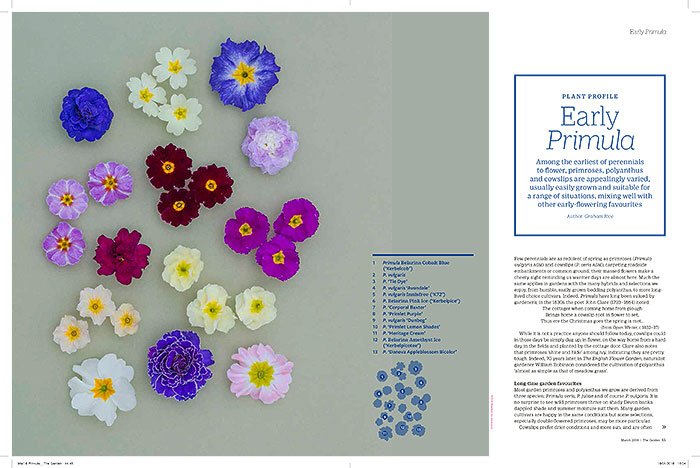 Graham_Rice's tweet photo. Don't miss my article on primroses in this month's issue of the The Garden, @The_RHS membership magazine, complete with a quote from @JohnClarePoetry. #primrose #polyanthus #primula #RHS #JohnClare #Barnhaven https://t.co/8Y1jUXgiMS
