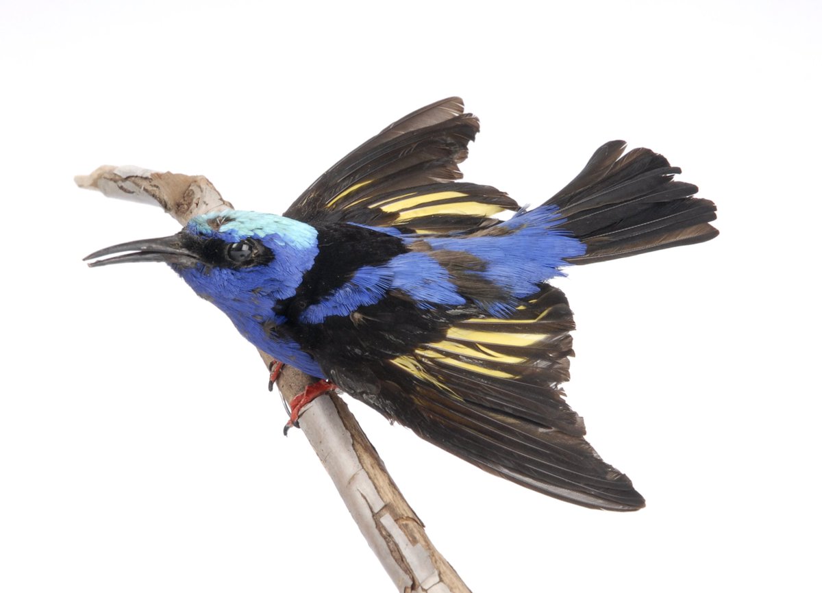 Music sessions for children aged 2+ at the museum, only £2 per child. Sing like a bird and make music with <a href="/minimaestrosuk/">Mini Maestros</a> on Tuesdays at 1pm 6-27 March. Book onto one or more of the sessions here: eventbrite.co.uk/e/mini-maestro… <a href="/Child_Leeds/">Child Friendly Leeds</a> <a href="/LeedsMuseums/">Leeds Museums & Galleries</a>