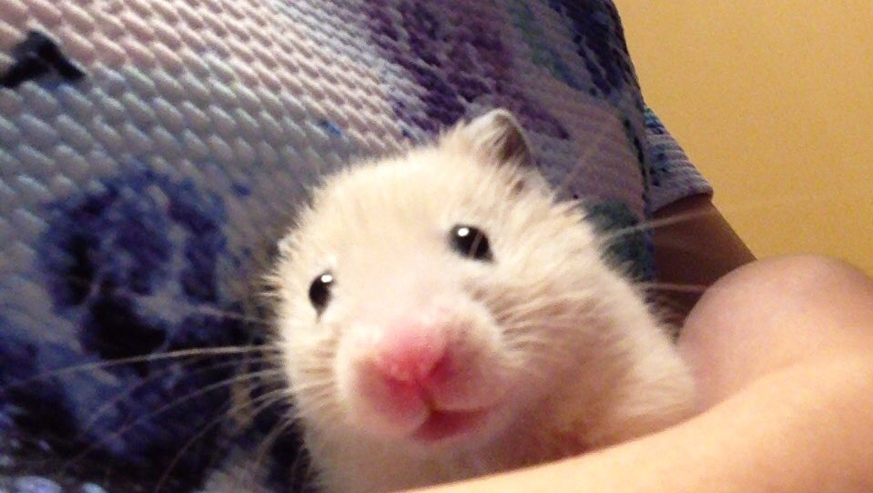 mk_cyk's tweet photo. ベビハムのふわっふわの毛と童顔の感じ、かわいいすぎる(°_°)

写真は実家の子とモコちゃんとロコちゃんです https://t.co/638BemisdH