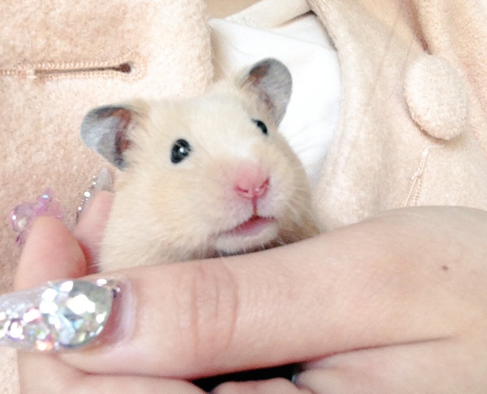 mk_cyk's tweet photo. ベビハムのふわっふわの毛と童顔の感じ、かわいいすぎる(°_°)

写真は実家の子とモコちゃんとロコちゃんです https://t.co/638BemisdH