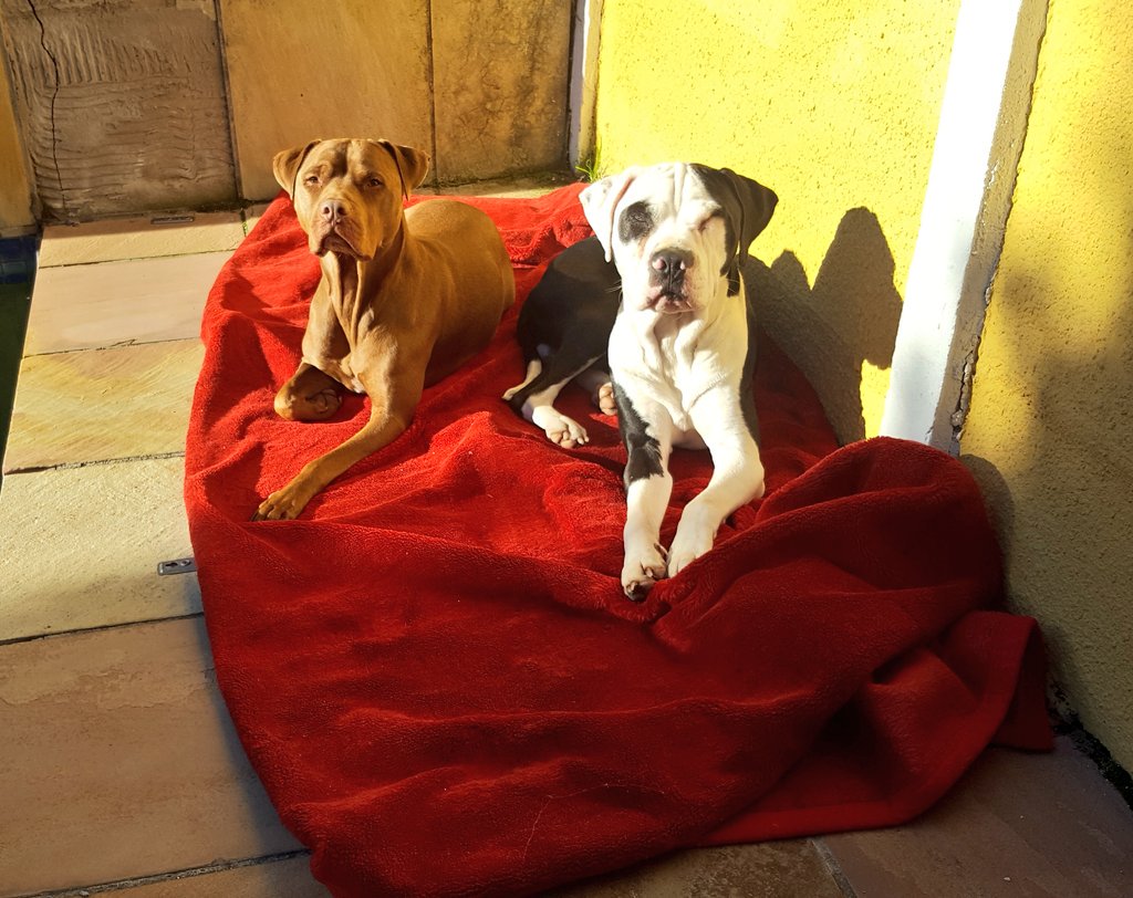 BloodsugarNatz's tweet photo. @karanhindocha8 @landpsychology These 2 are my pitbulls: Phoenix (brown, female) will be 7 on 22 May &amp; Spartan (b&amp;w,  male) turned 3 on 21 January😊❤❤❤ Best dogs ever😍 #APBTs Rule #Pitbull #DogsAreFamily https://t.co/eXWJ8o8SiV