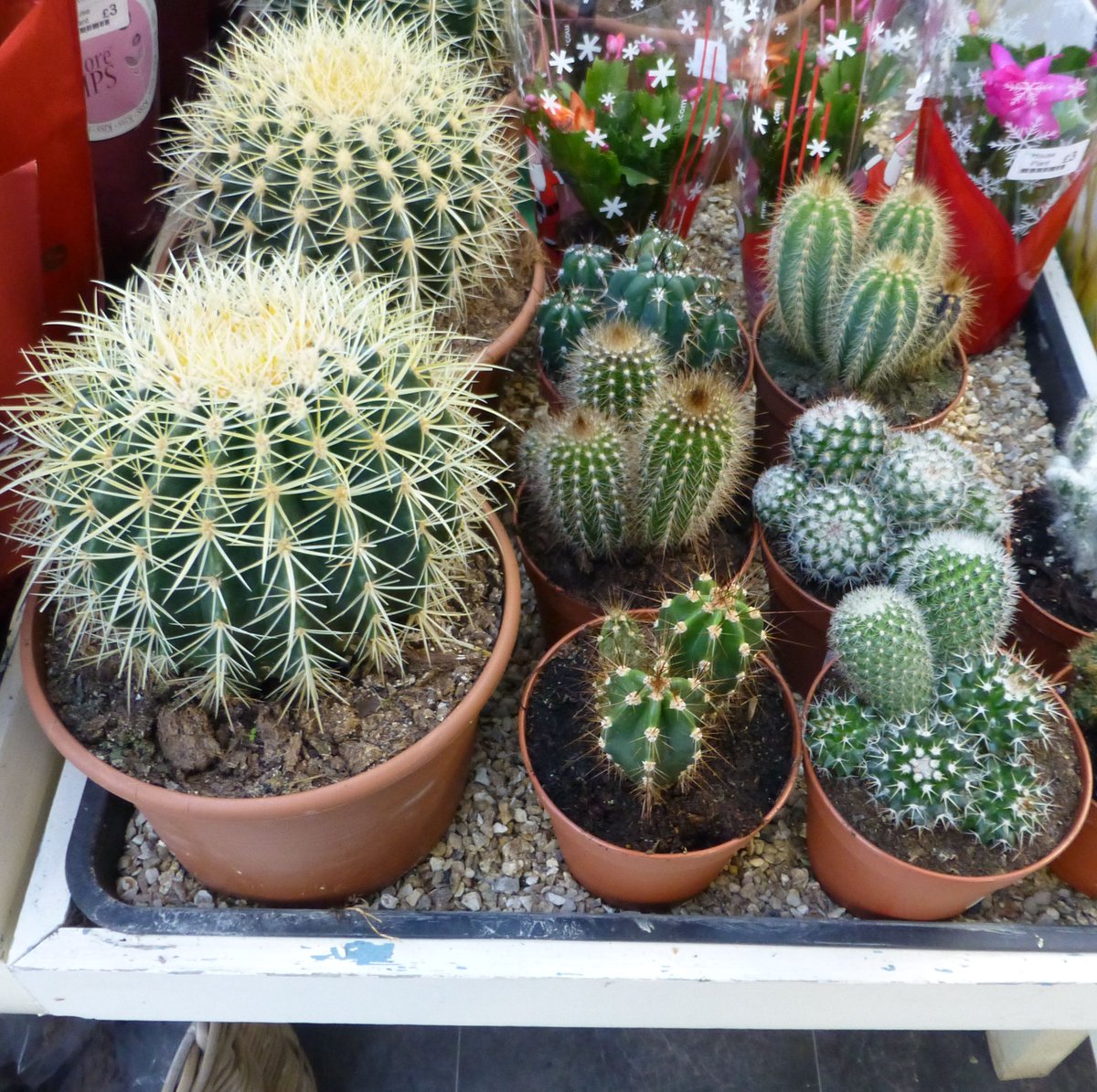 Nice selection of #cacti in our house plant area today. But not very cuddly! #cacti #easycareplants #desertplant #botanical #cactuslover #bestofbath #widcombe #priorparkgardencentre