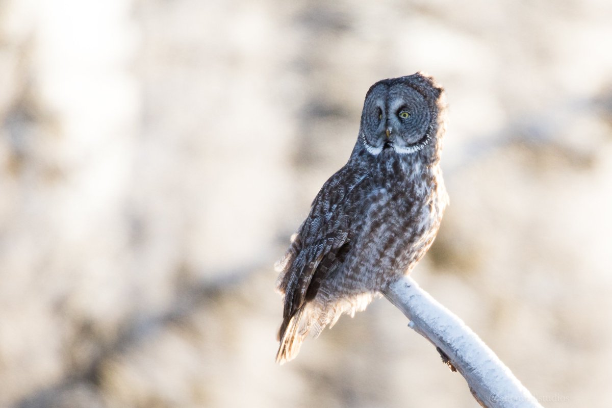 AdamHillPhoto's tweet photo. It's #WildlifeWednesday and it's dedicated to #owls! They're such fascinating animals to observe and #photograph. None of my owl subjects are baited and are all wild. https://t.co/2xNnamZ28c