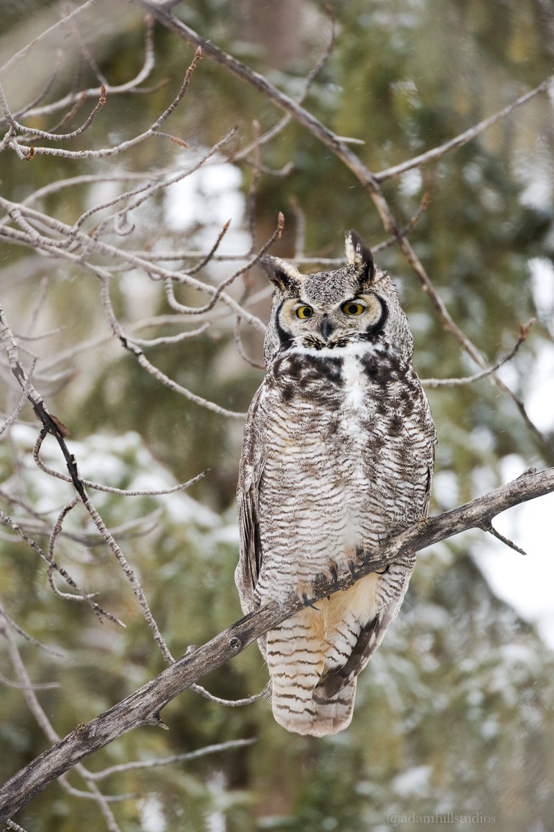 AdamHillPhoto's tweet photo. It's #WildlifeWednesday and it's dedicated to #owls! They're such fascinating animals to observe and #photograph. None of my owl subjects are baited and are all wild. https://t.co/2xNnamZ28c
