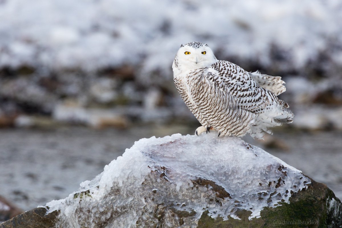 AdamHillPhoto's tweet photo. It's #WildlifeWednesday and it's dedicated to #owls! They're such fascinating animals to observe and #photograph. None of my owl subjects are baited and are all wild. https://t.co/2xNnamZ28c