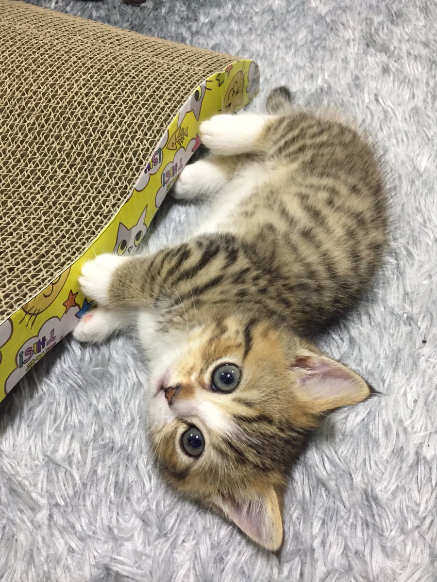 derstern612's tweet photo. #냥냥이배_널부렁대전 https://t.co/ZmhfVJtUOG