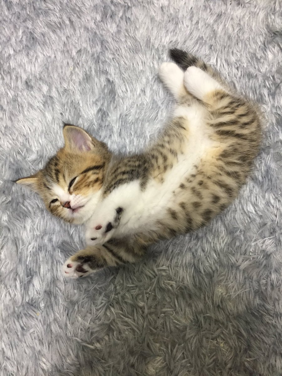 derstern612's tweet photo. #냥냥이배_널부렁대전 https://t.co/ZmhfVJtUOG
