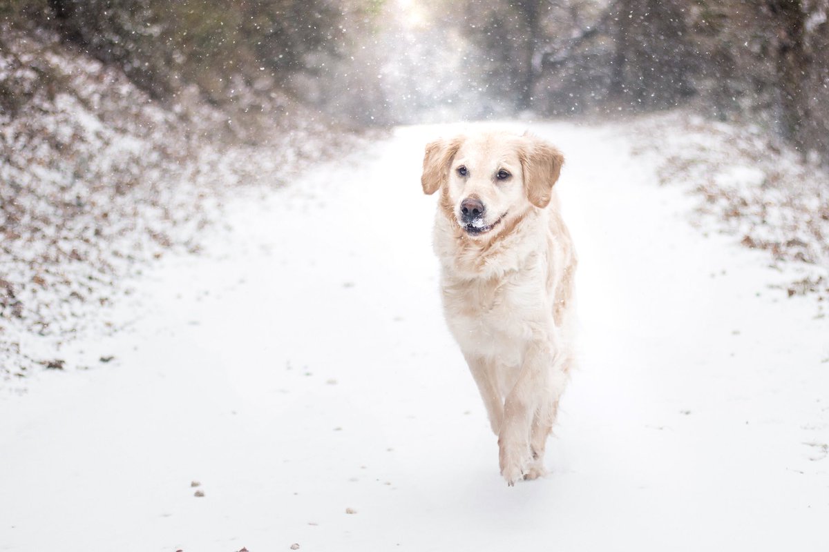 goldntravels's tweet photo. Gard aux chiens sous la neige ❄️🤣
#TuSaisQuilFaitFroidQuand #neige #gardtourisme @MidiLibreNimes #midilibre @Midilibre https://t.co/MwkO9ccFes