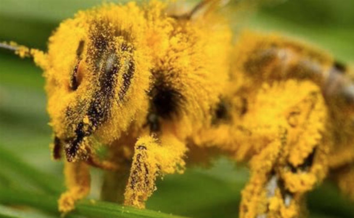 Пыльца растений собранная пчелой. Пчелиная пыльца (Bee pollen). Пчела с пыльцой. Лапка пчелы. Пчела с пыльцой на лапках.