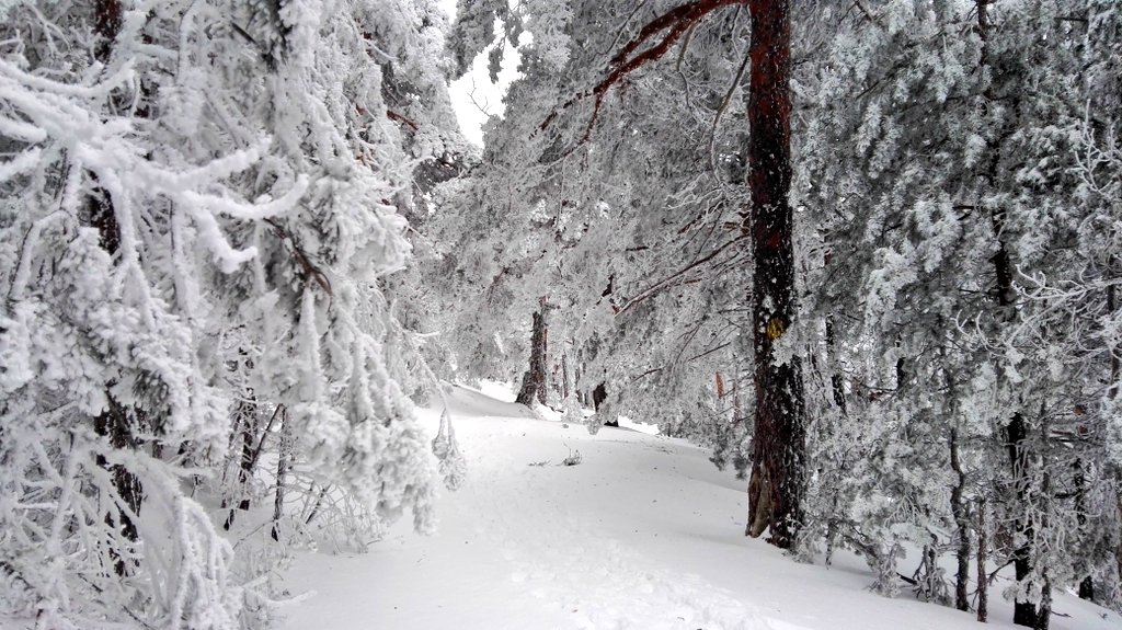 ViajamosJunto's tweet photo. ⚡¡Atención! ⚡ Todos los amantes de la montaña y la nieve, tenemos un nuevo post en el blog que os va a encantar: 3 rutas de #senderismo para disfrutar de la #nieve cerca de #Madrid ¡Enjoy!
Mención especial @Viajaporlibre y @dondetemetes 😉⛄❄🗻

https://t.co/GhUZJuno05 https://t.co/bN0xcwkKhJ