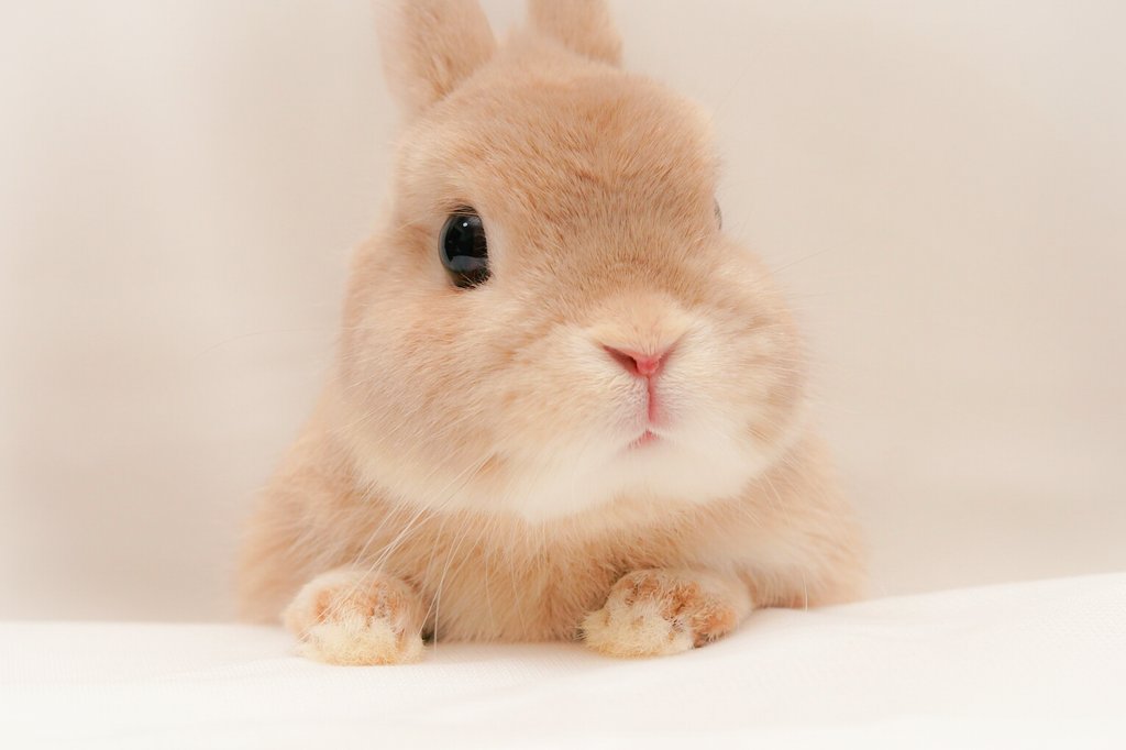 可愛くて飼いやすい 小動物オススメペット一覧 全12種類の飼いやすさを徹底解説 Eizan S Pet Life